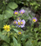 Wild Flowers on Carter Creek 1863